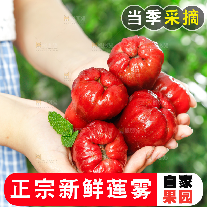 手拿新鲜黑金刚莲雾