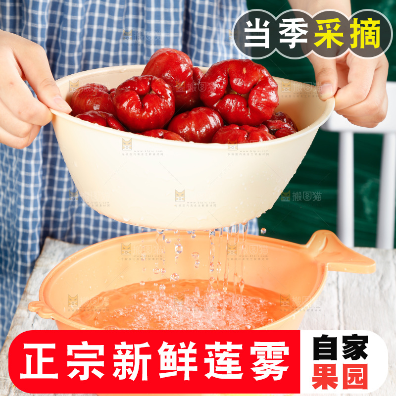 手拿一盆黑金刚莲雾