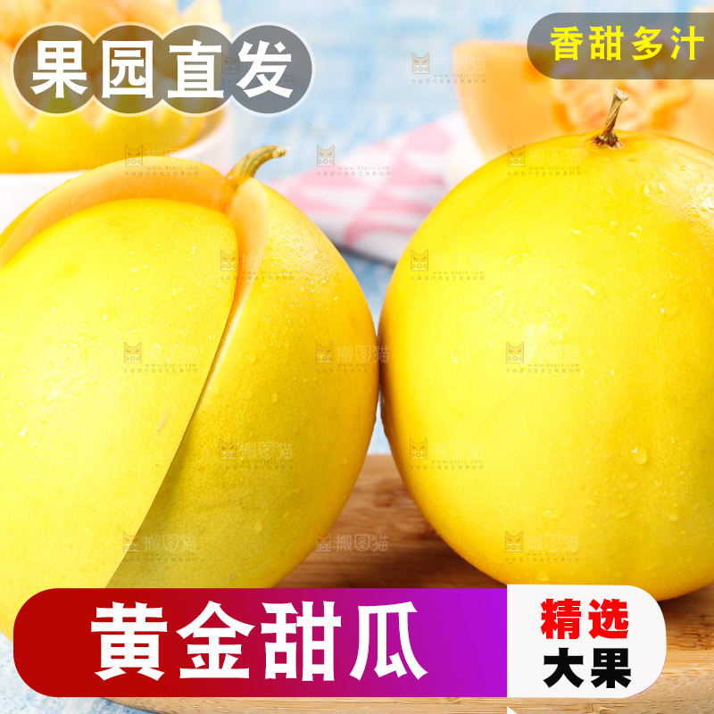 浅底上的黄河蜜瓜