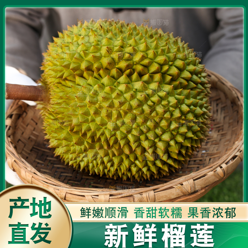农民手里拿着泰国甲仑榴莲