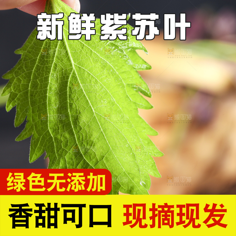 手拿紫苏叶