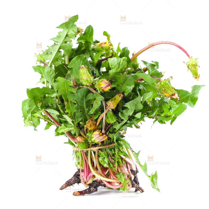 白底上的新鲜蒲公英