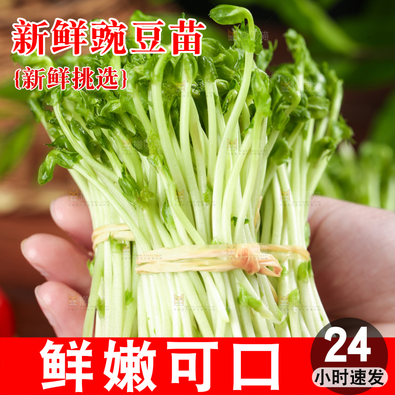 手里拿着新鲜豌豆苗