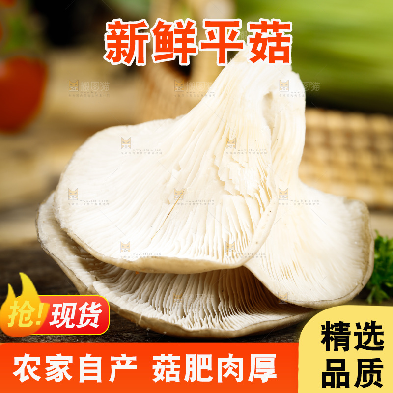 木底上的新鲜平菇