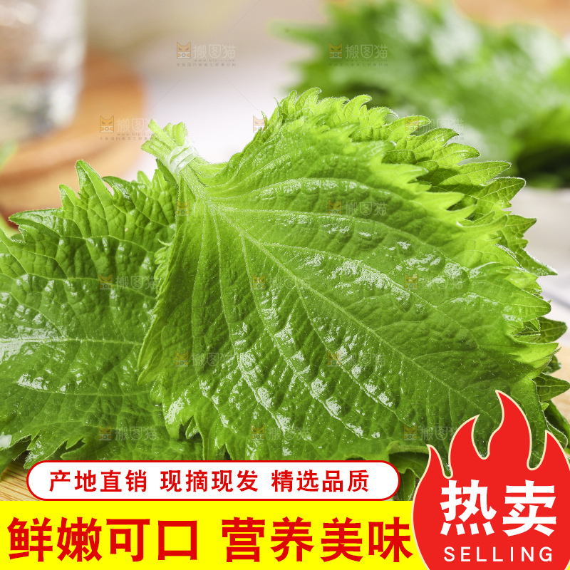 新鲜的绿紫苏叶放在木底上