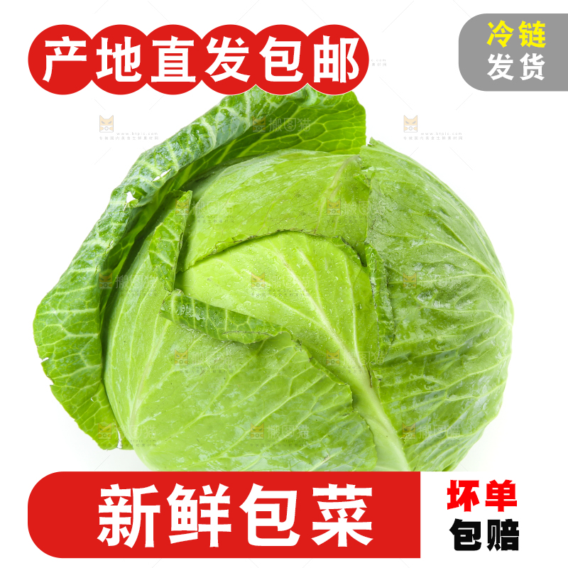 白底上的包心菜