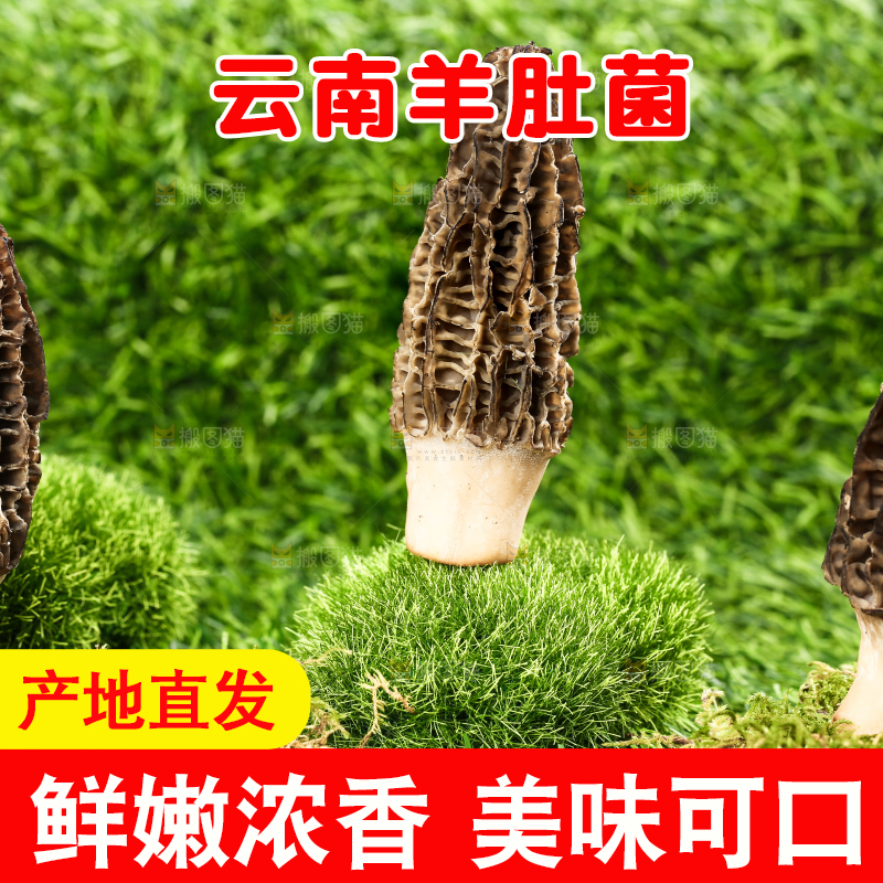 草地上的羊肚菇
