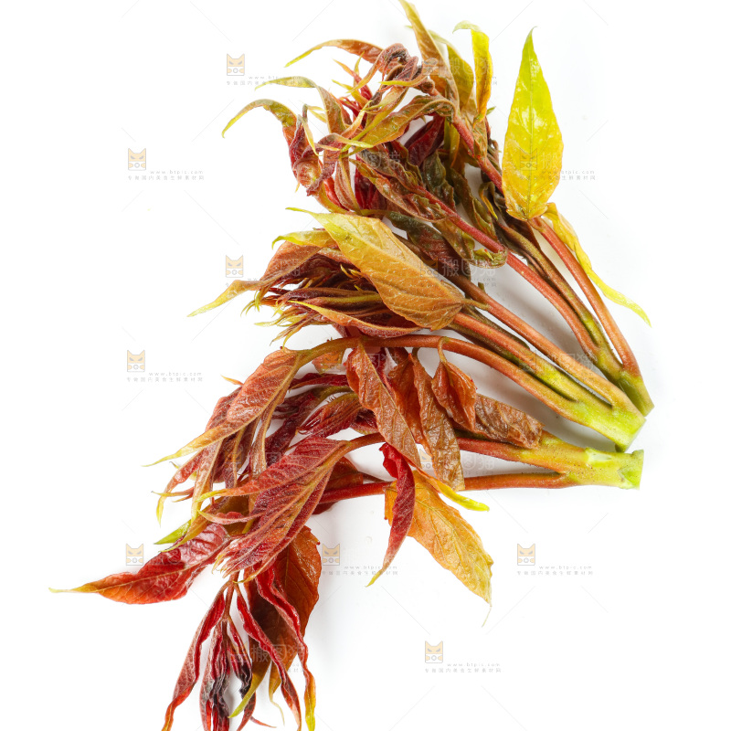 白底上的野生香椿芽