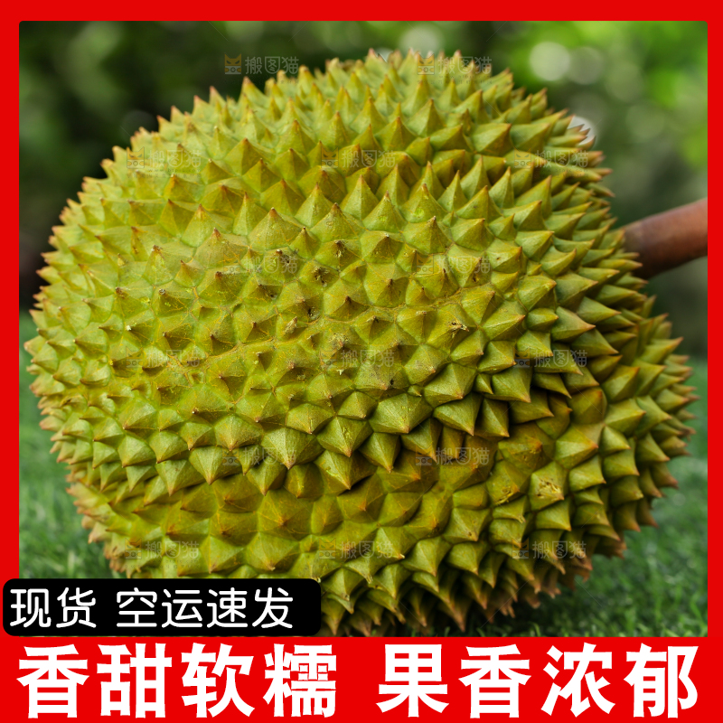 草地上的泰国甲仑榴莲