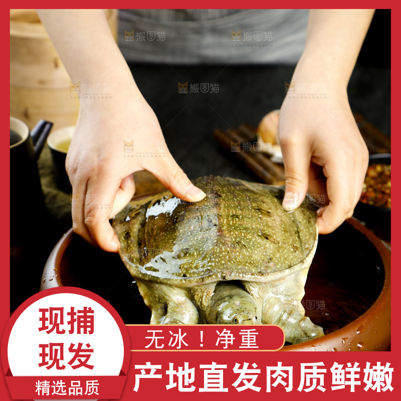 盆子里装着中华鳖