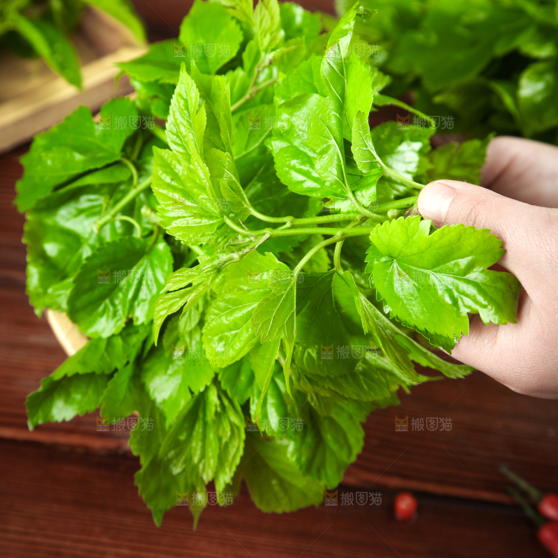 手拿桑叶