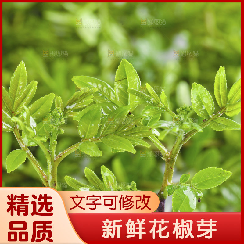 白底上的新鲜花椒芽