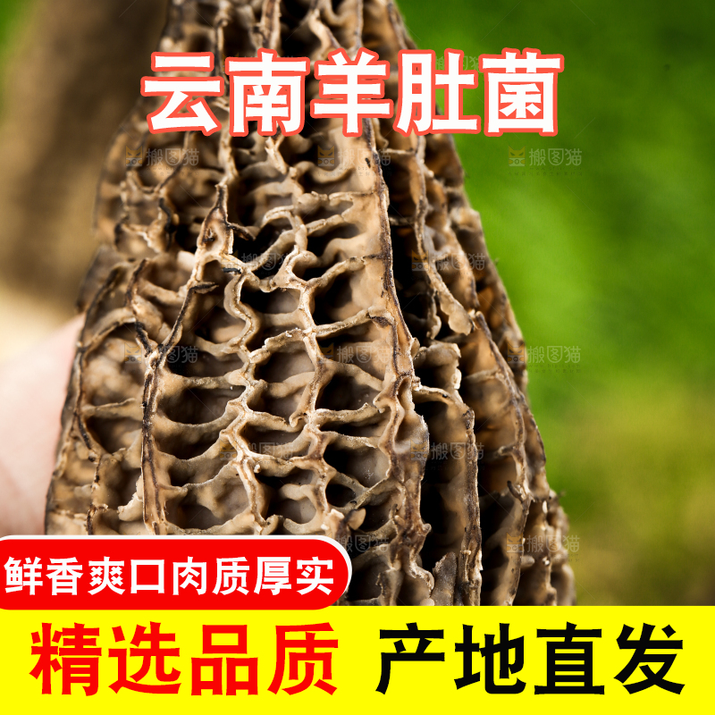 手拿羊肚菌