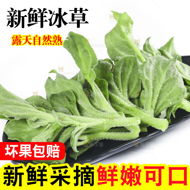 一盘冰草放在白底上