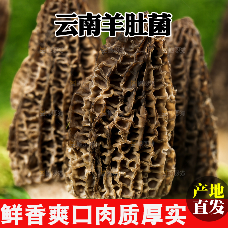 草地上的羊肚菌