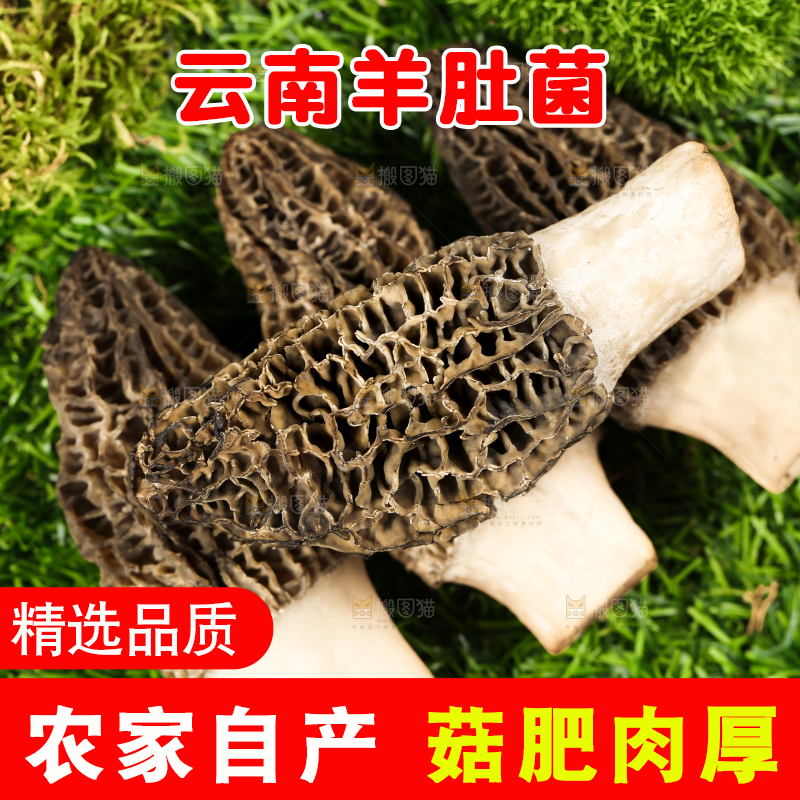 草地上的羊肚菇