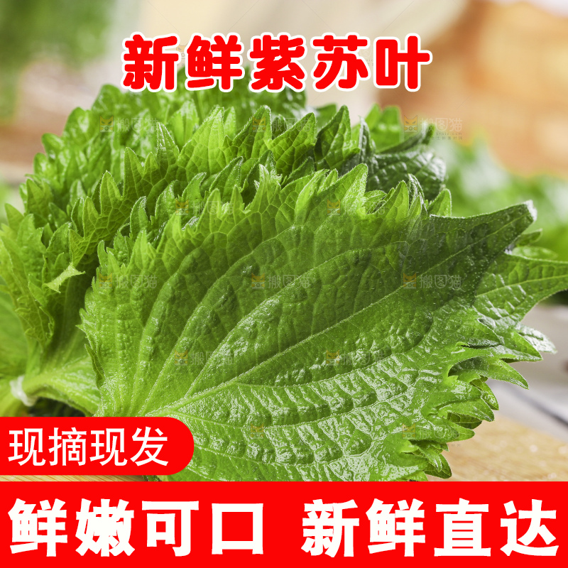 新鲜的绿紫苏叶放在木底上