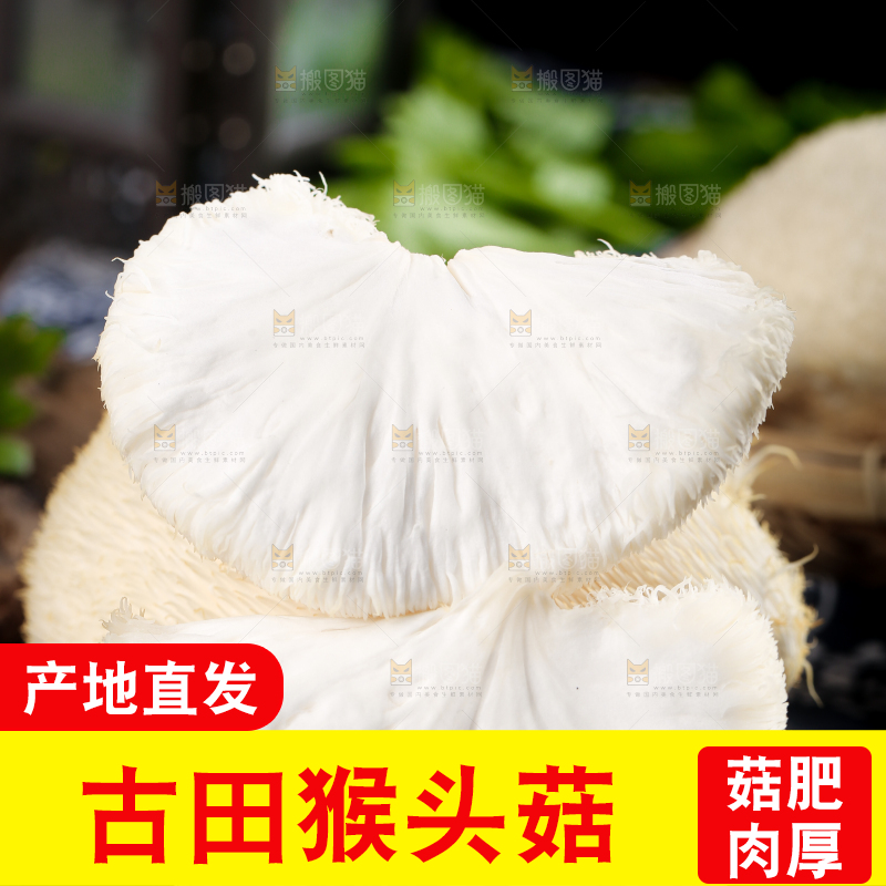 黑底上的猴头菇
