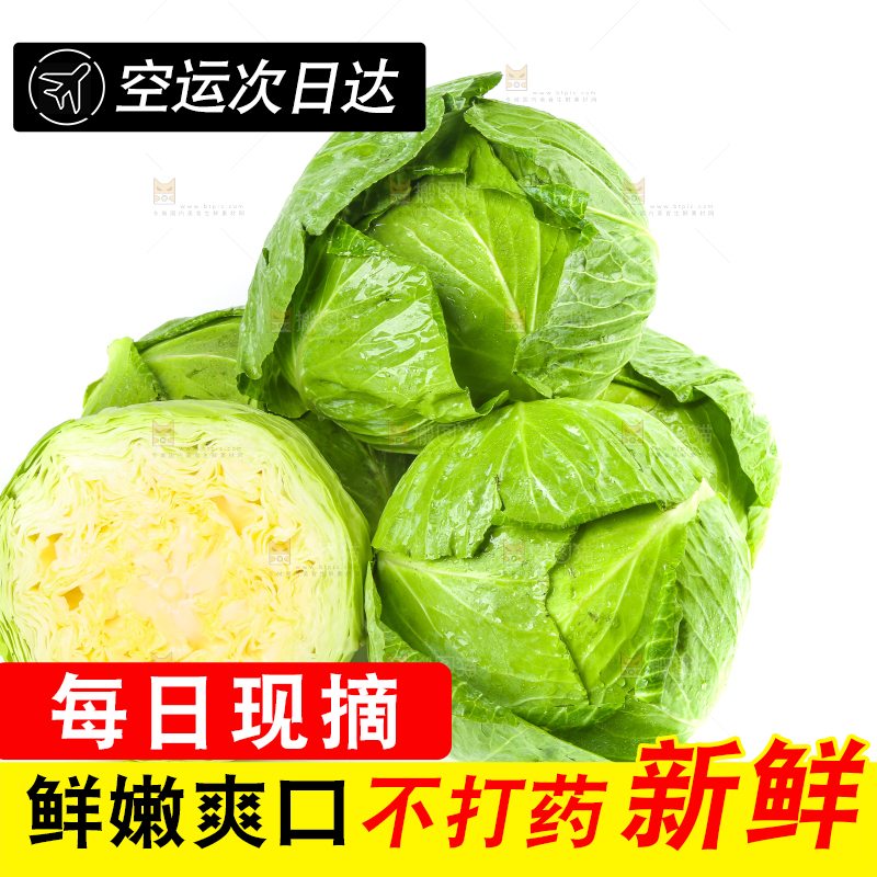 切开的卷心菜放在白底上