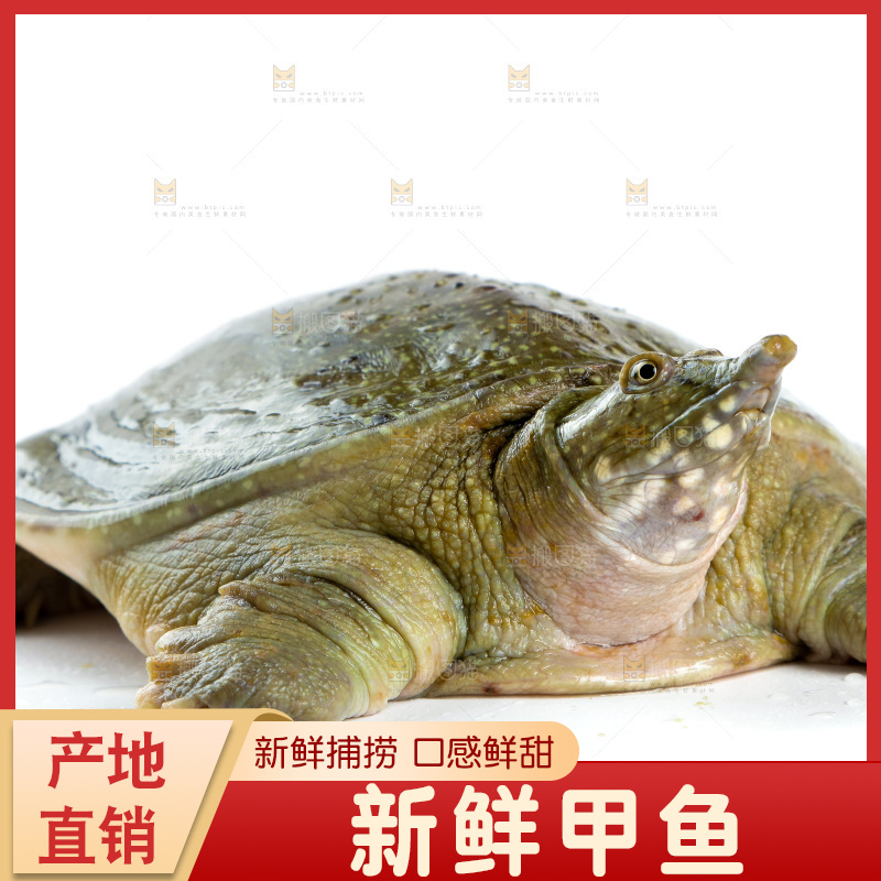 白底上的团鱼