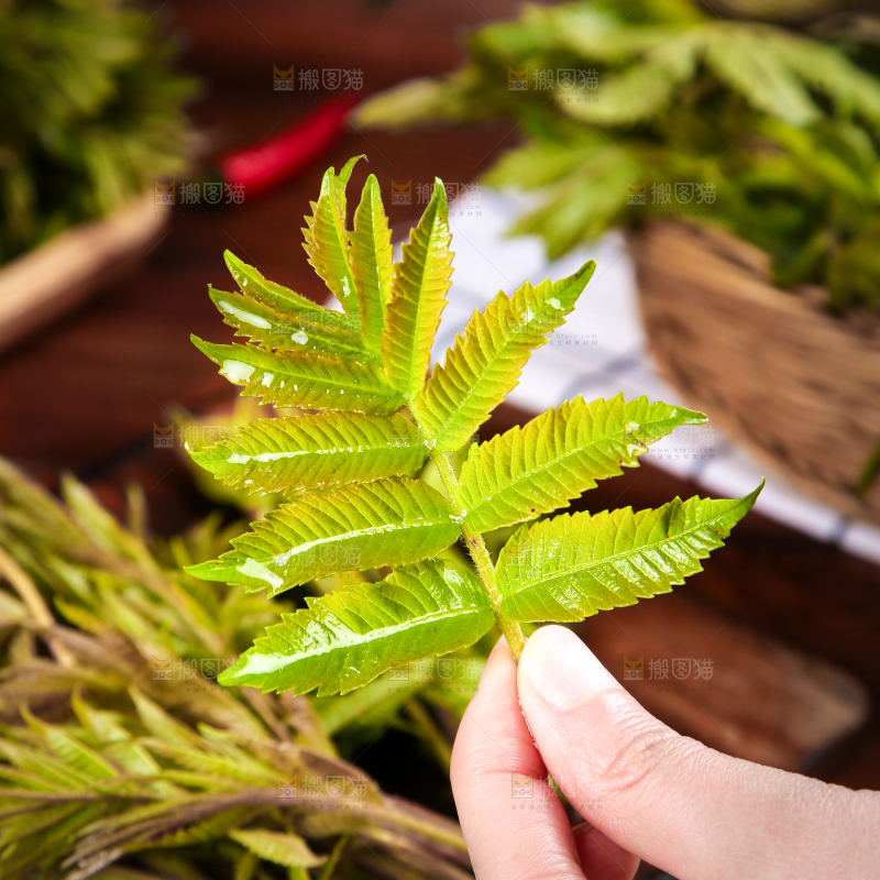 手拿香椿芽