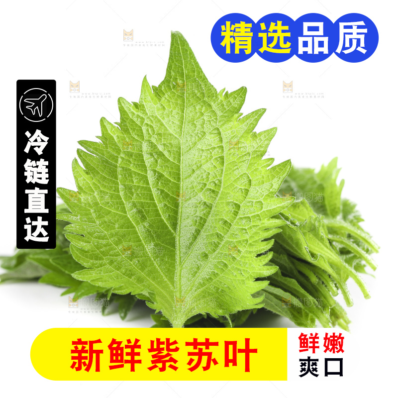 白底上的绿紫苏叶