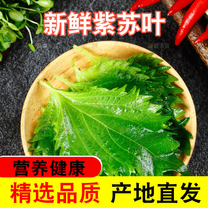 深底上的新鲜紫苏叶
