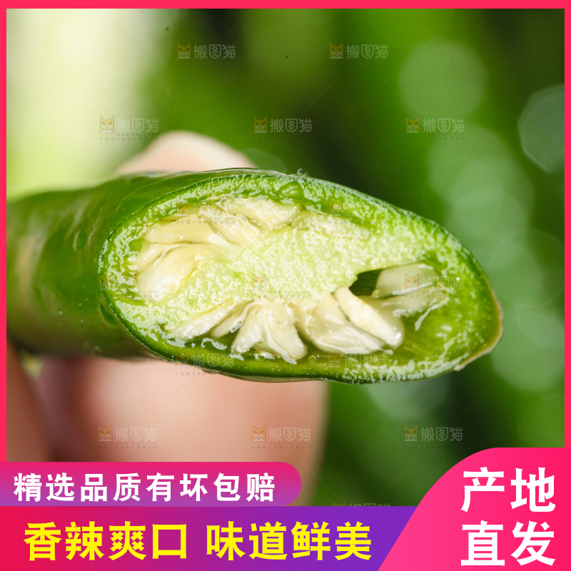 手拿切开的新鲜青辣椒