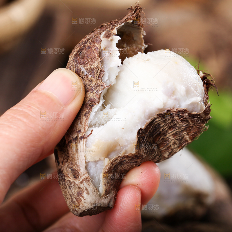 手里拿着新鲜小芋头