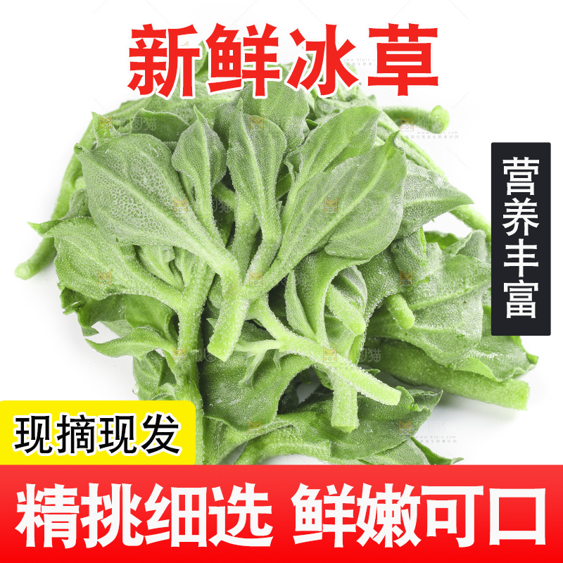 白底上的冰草