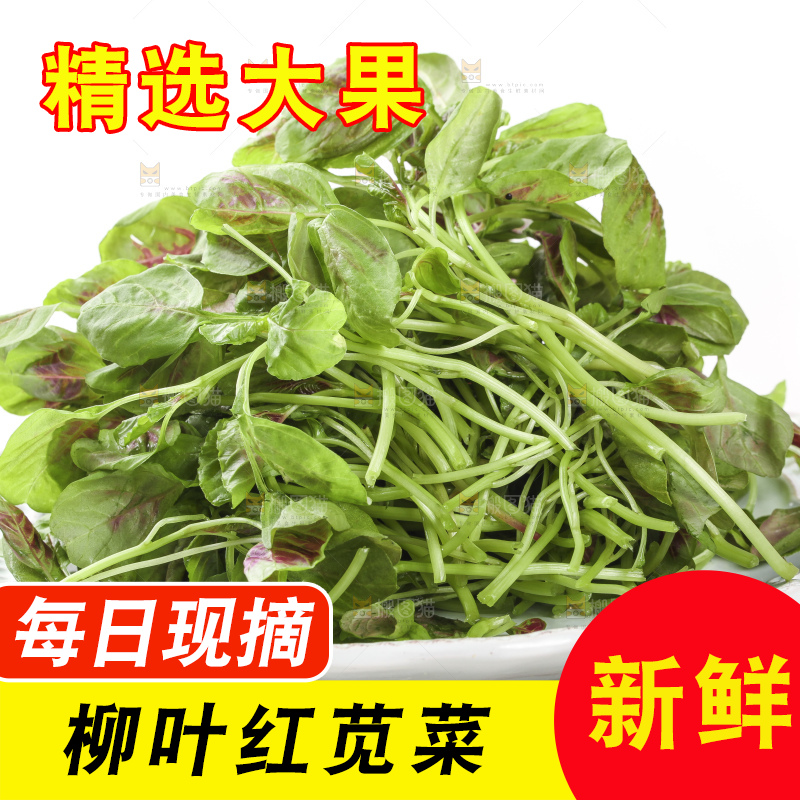 白底上放着一盘新鲜的红苋菜