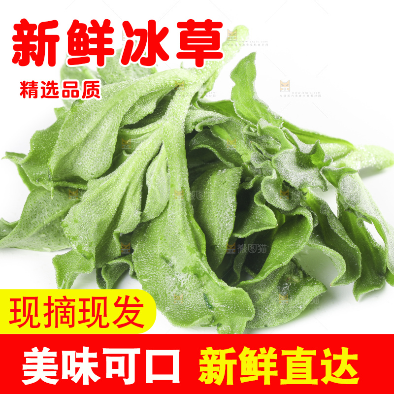 白底上的冰草