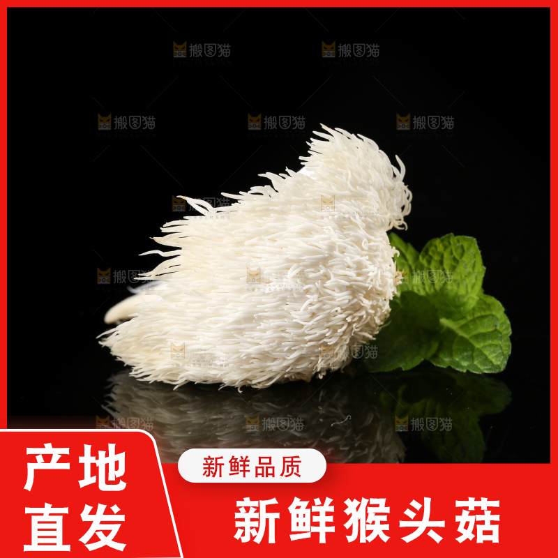 黑石板上的古田猴头菇