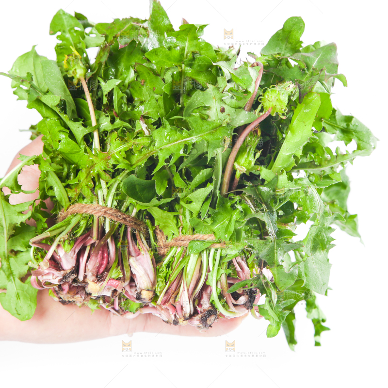 手拿黄花地丁