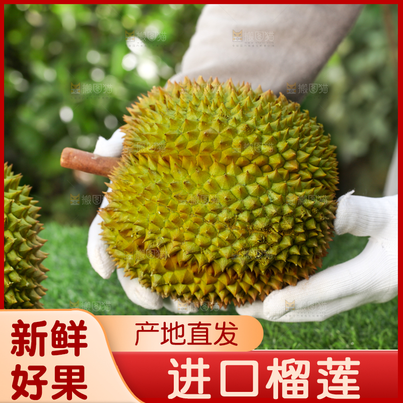 农民手里拿着泰国甲仑榴莲