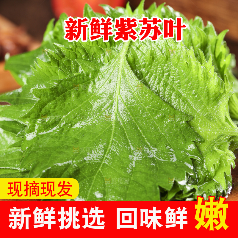 木底上的新鲜紫苏叶