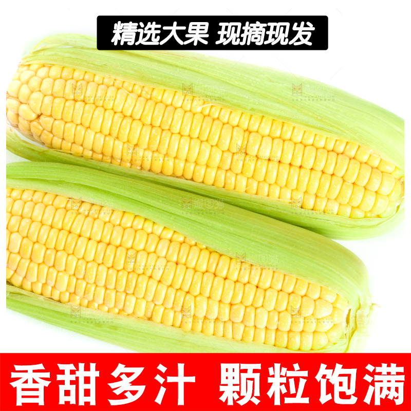 白底上放着黄玉米