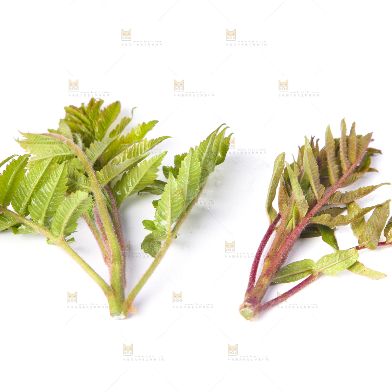 白底上放着新鲜香椿芽