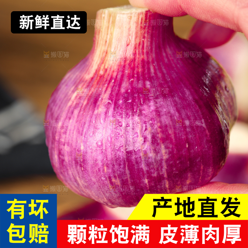 手里拿着紫皮多瓣蒜