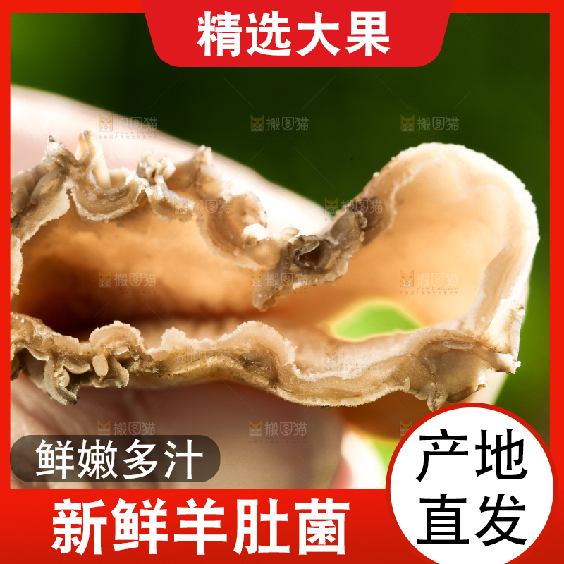 手拿切开的羊肚菌