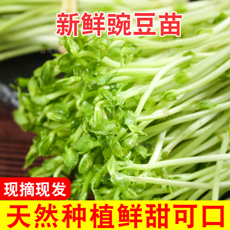 黑石板上的豌豆芽苗菜