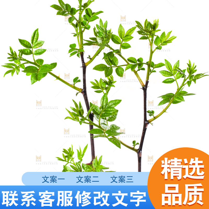 白底上的新鲜花椒芽