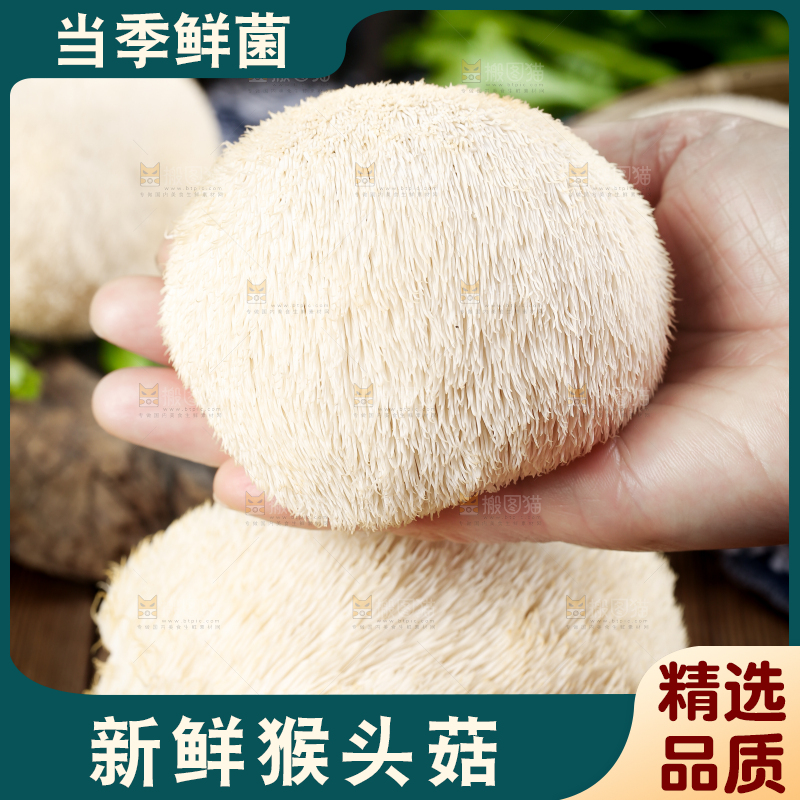 手里拿着新鲜猴头菇