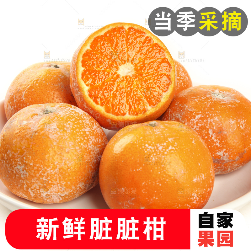 白底上的新鲜茂谷柑