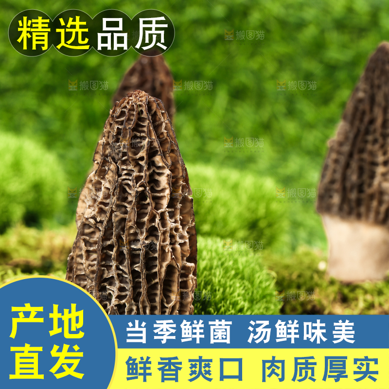 草地上的羊肚菌