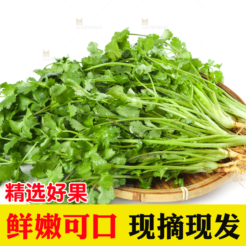 白底上放着一盘四季香菜