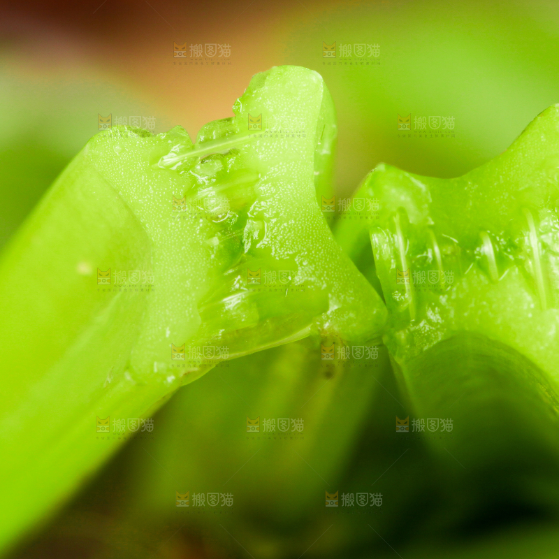 深底上的新鲜小香芹
