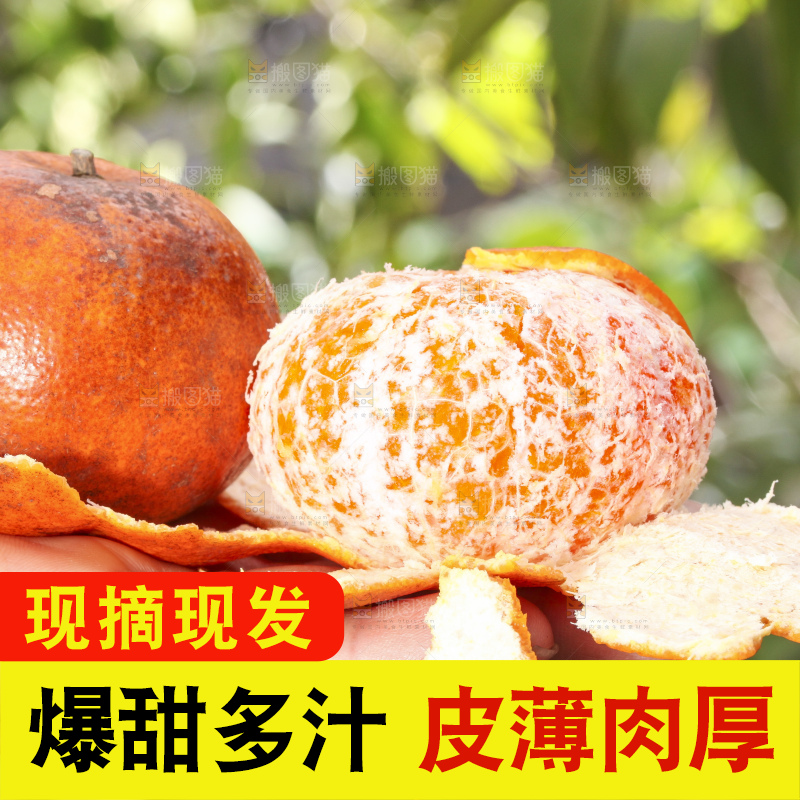 手拿剥皮的乌柑