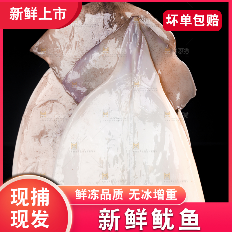 黑底上的野生大鱿鱼