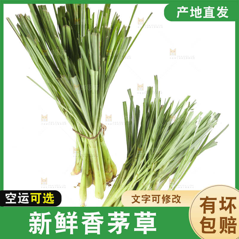 白底上的越南柠檬草